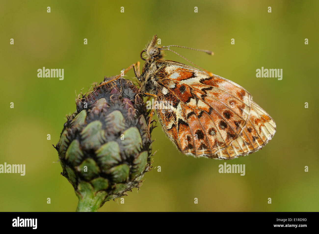 Titania's Fritillary perched on knapweed with closed wings Stock Photo