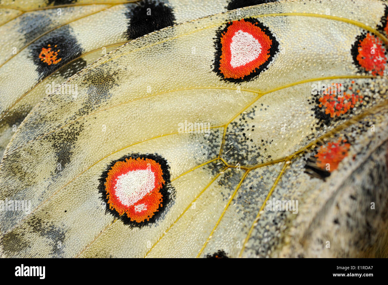 Detail of the red spots on the underwing of an Apollo Stock Photo