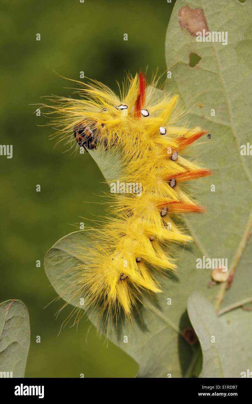 The caterpillar of a Sycamore is eating from a leaf of a english oak Stock Photo