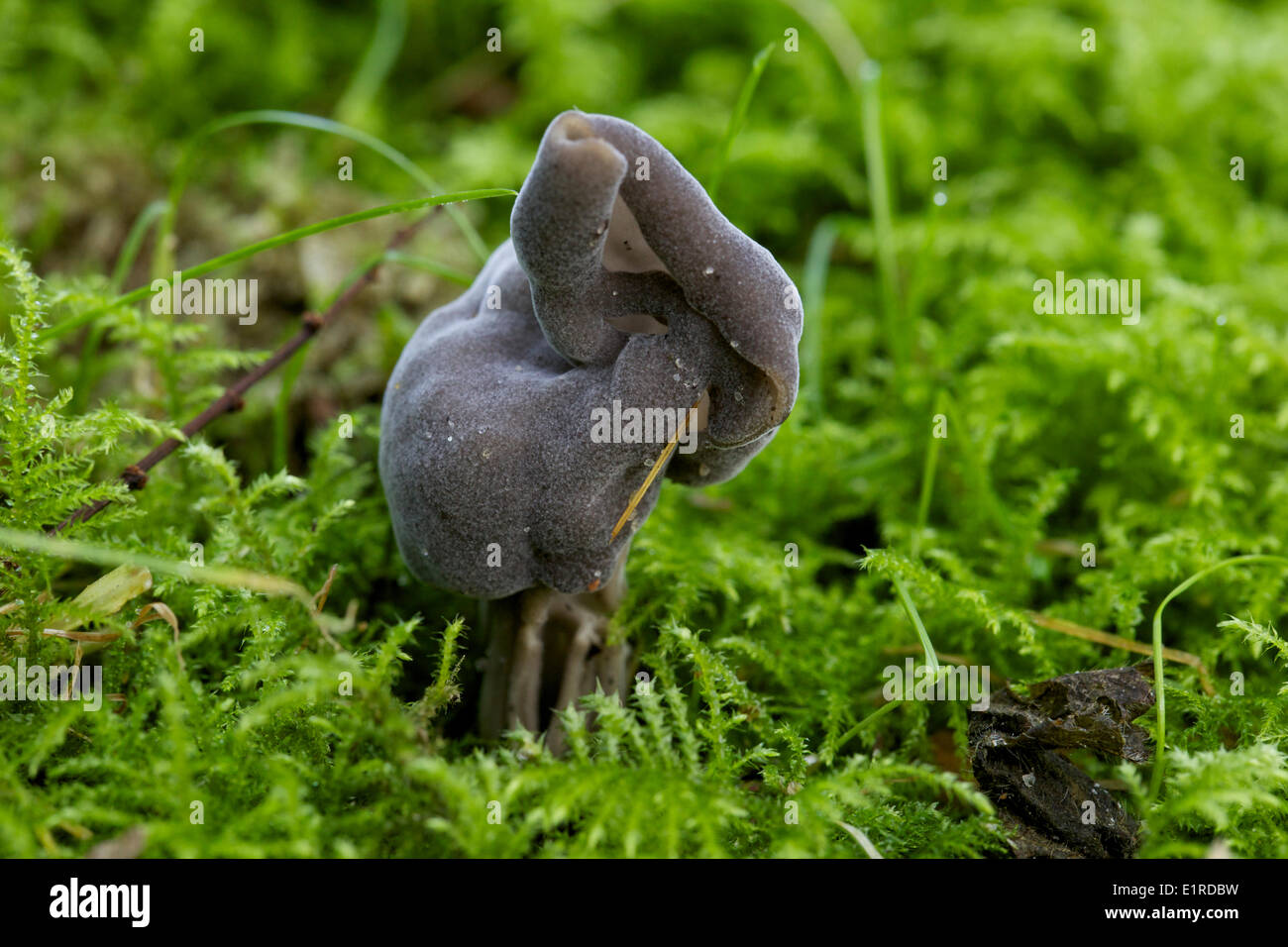 Helvella lacunosa, also known as the slate grey saddle or fluted black elfin saddle Stock Photo