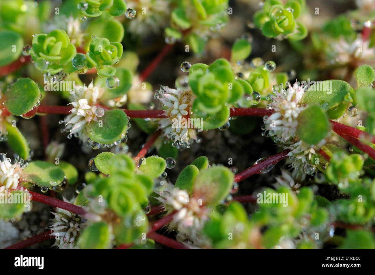 Coral-necklace is a small annual plant found on the dirtroads which are wet in winter and dry in summer. Due to the demand for Stock Photo