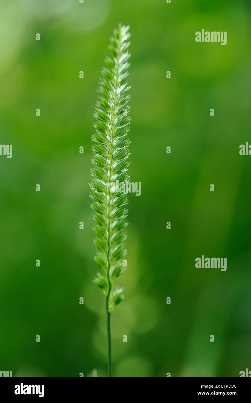 Detailed view on the inflorescence of Crested dog's-tail Stock Photo