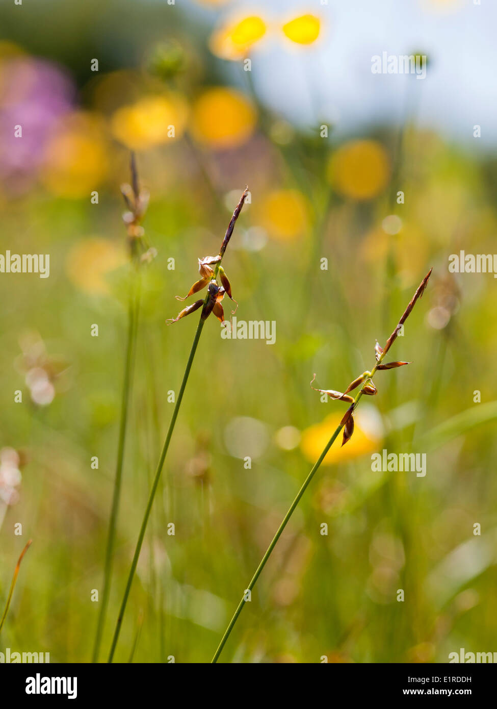 Flea Sedge is a rare species of nutrient poor grasslands. It occurs on one site on Schiermonnikoog. Stock Photo