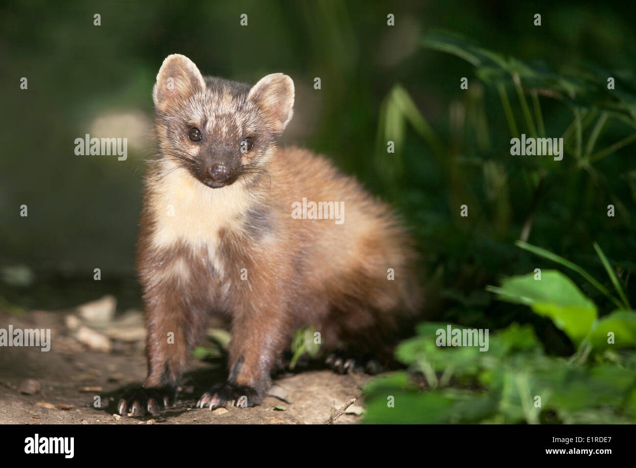 portrait of a pine marten looking towards the lens Stock Photo