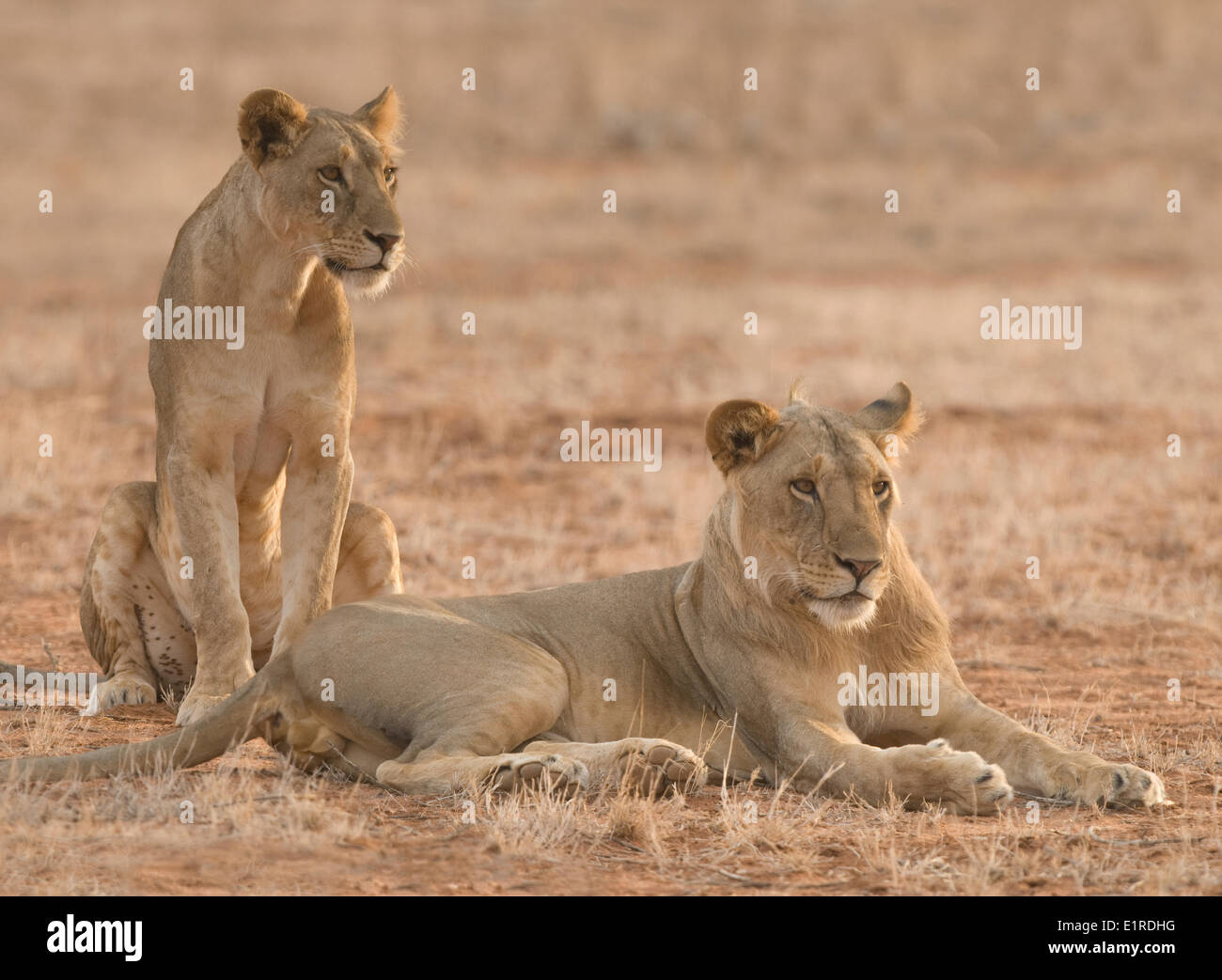 A young ion and a lioness Stock Photo