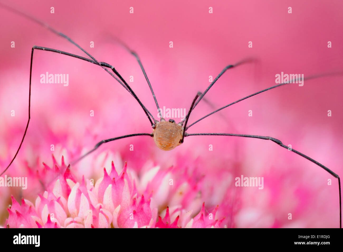 This picture shows a daddy longlegs, photographed in a garden near Aalst, Belgium Stock Photo