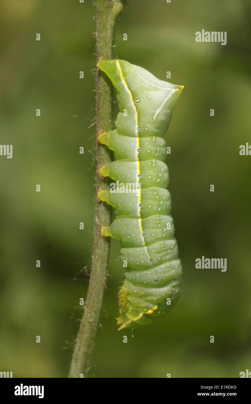 Copper Underwing, caterpillar Stock Photo