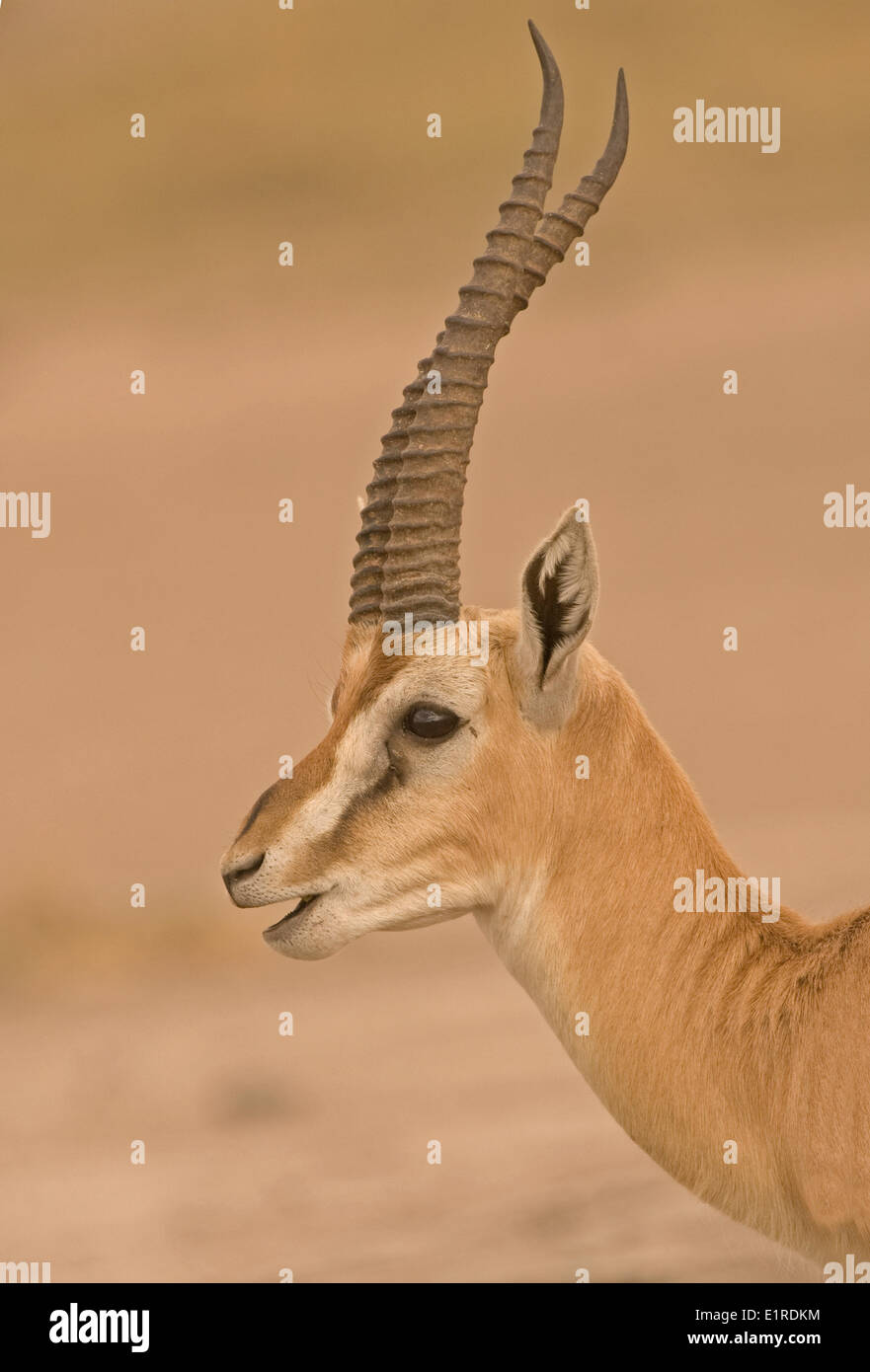 Thomsons gazelle antelope hi-res stock photography and images - Alamy
