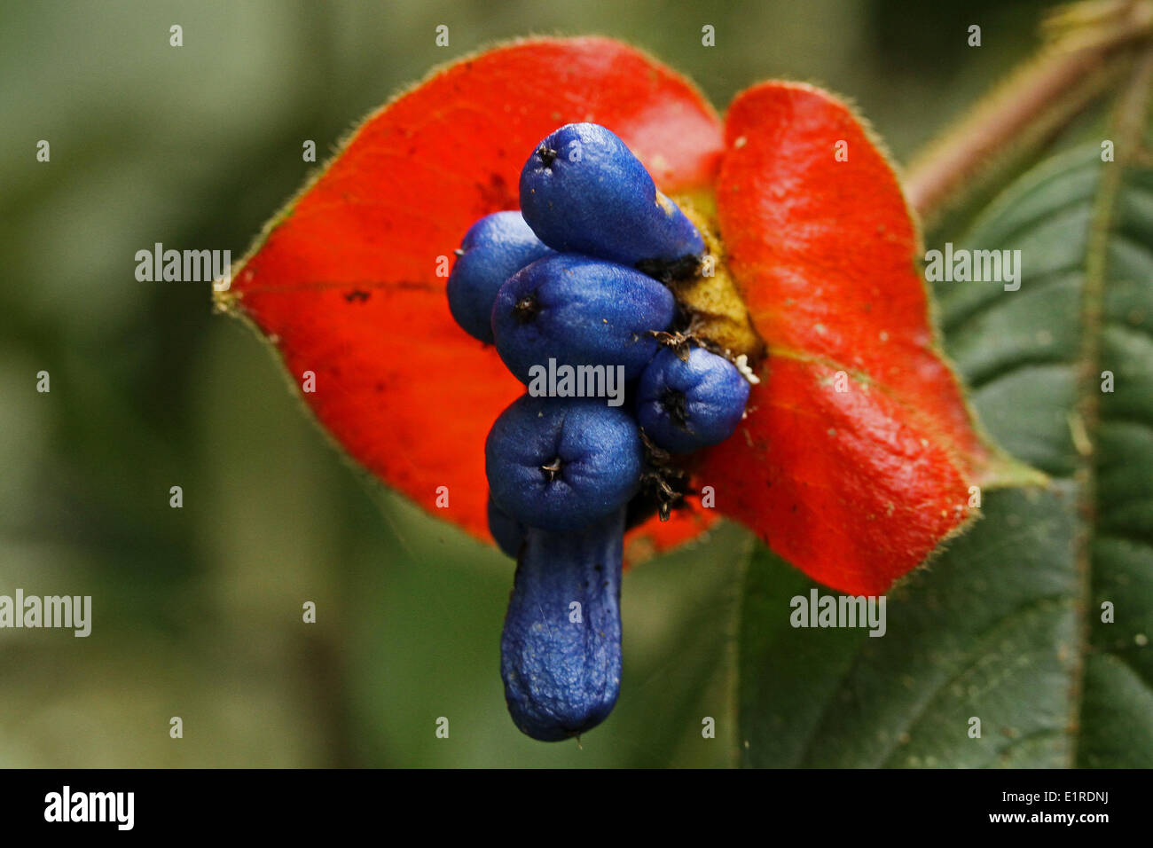 inflorescence with blue berries and red bracts Stock Photo