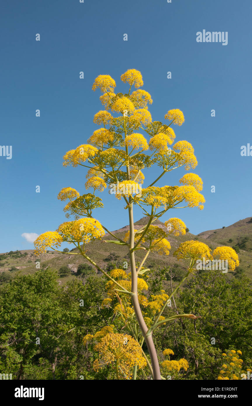 Giant Fennel in the landscape of Lesvos Stock Photo Alamy