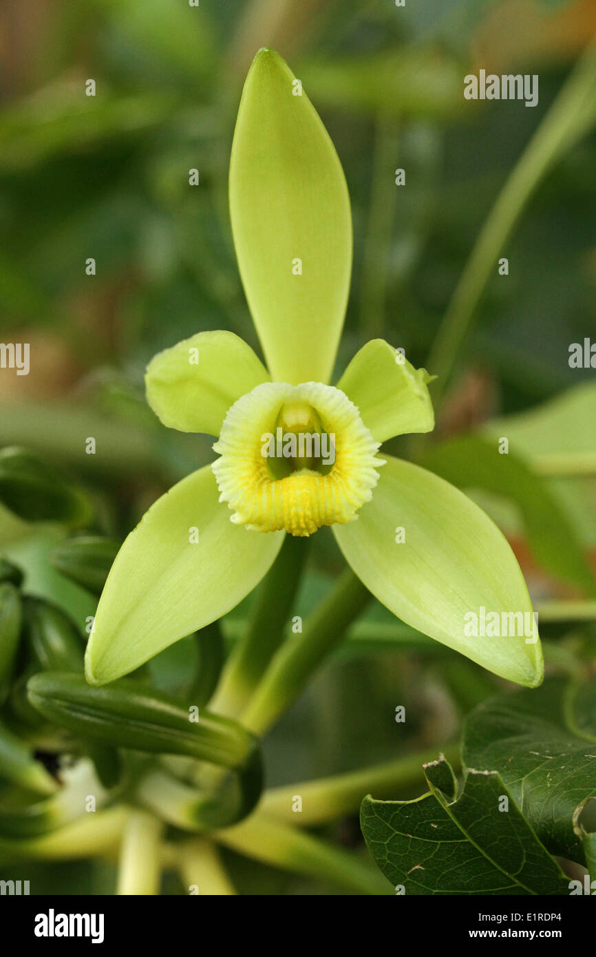 frontal view of flower Stock Photo