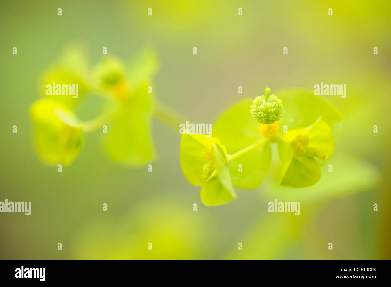 Flowering and fruiting Upright Spurge Stock Photo