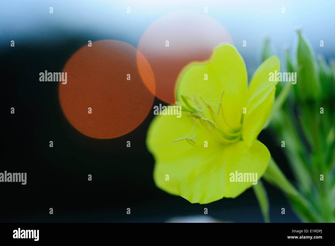 Capture of Common Eveningprimrose at dusk with the streetlights already on Stock Photo