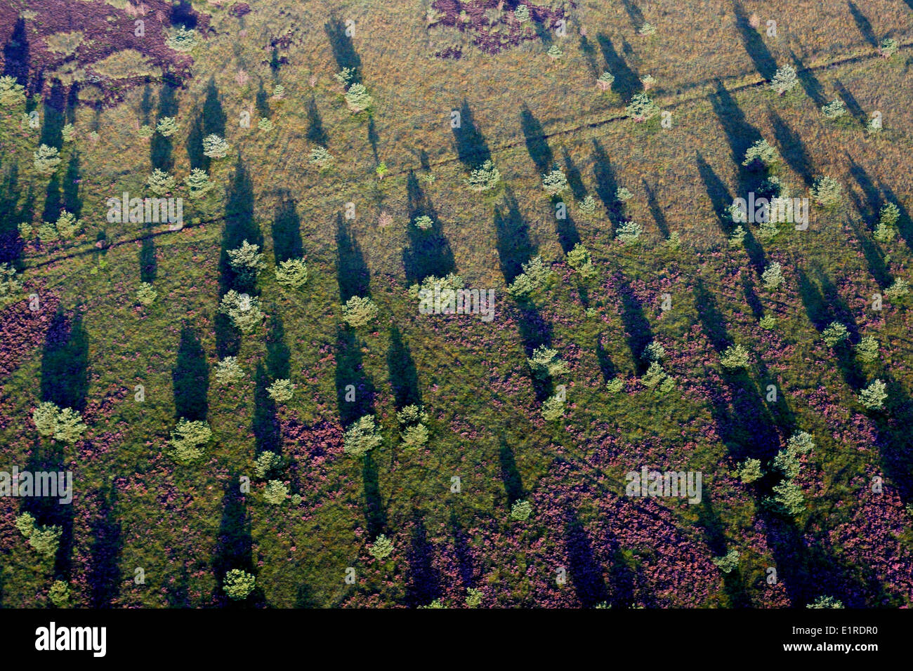 View summer deciduous oak pine hi-res stock photography and images - Alamy