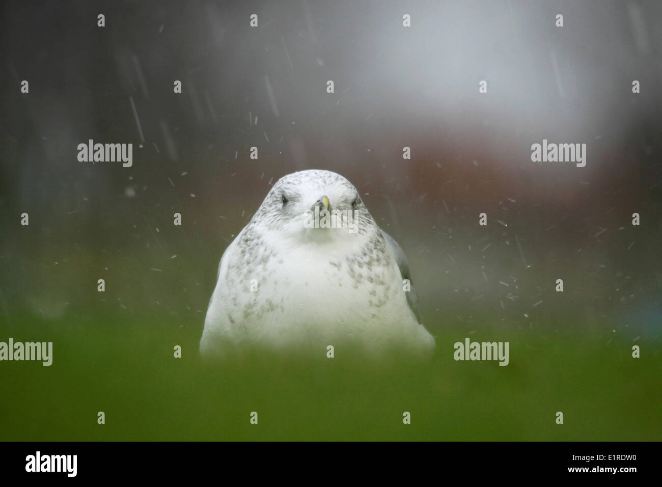 Common Gull at a lawn during heavy rainfall. Stock Photo