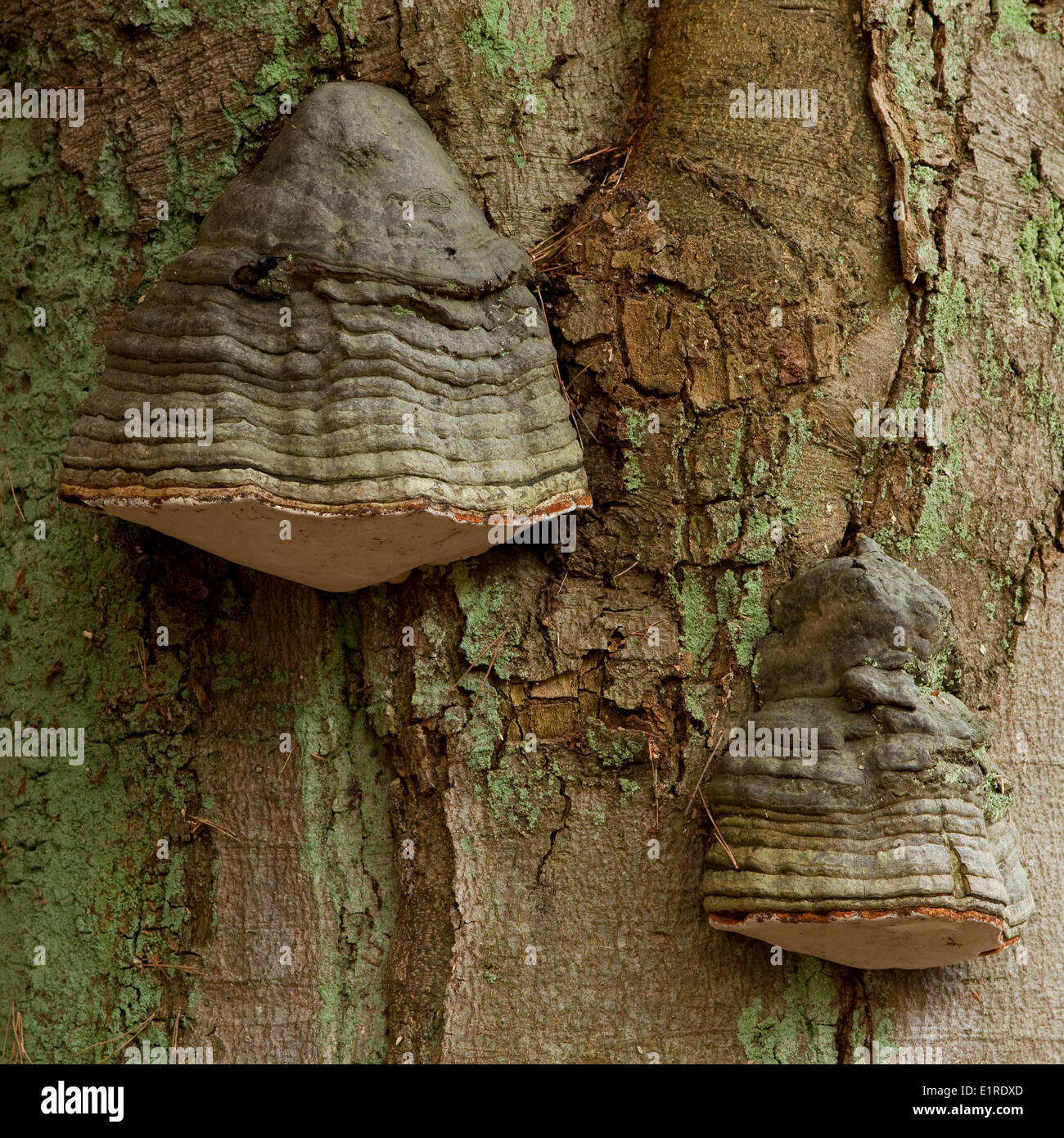 Horse's hoof fungus on a tree Stock Photo Alamy