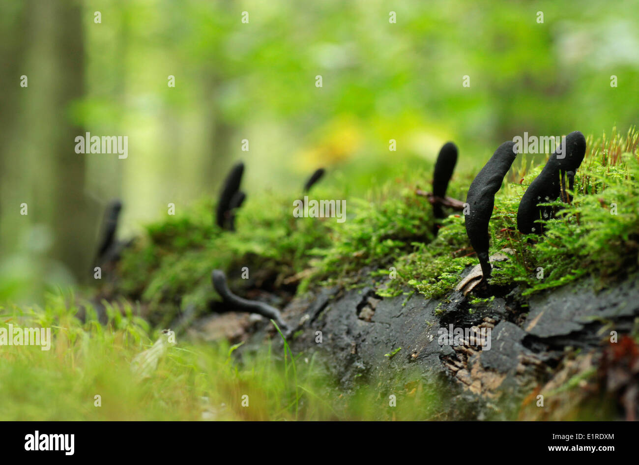 dead man's fingers grow on a log covered with moss. Stock Photo