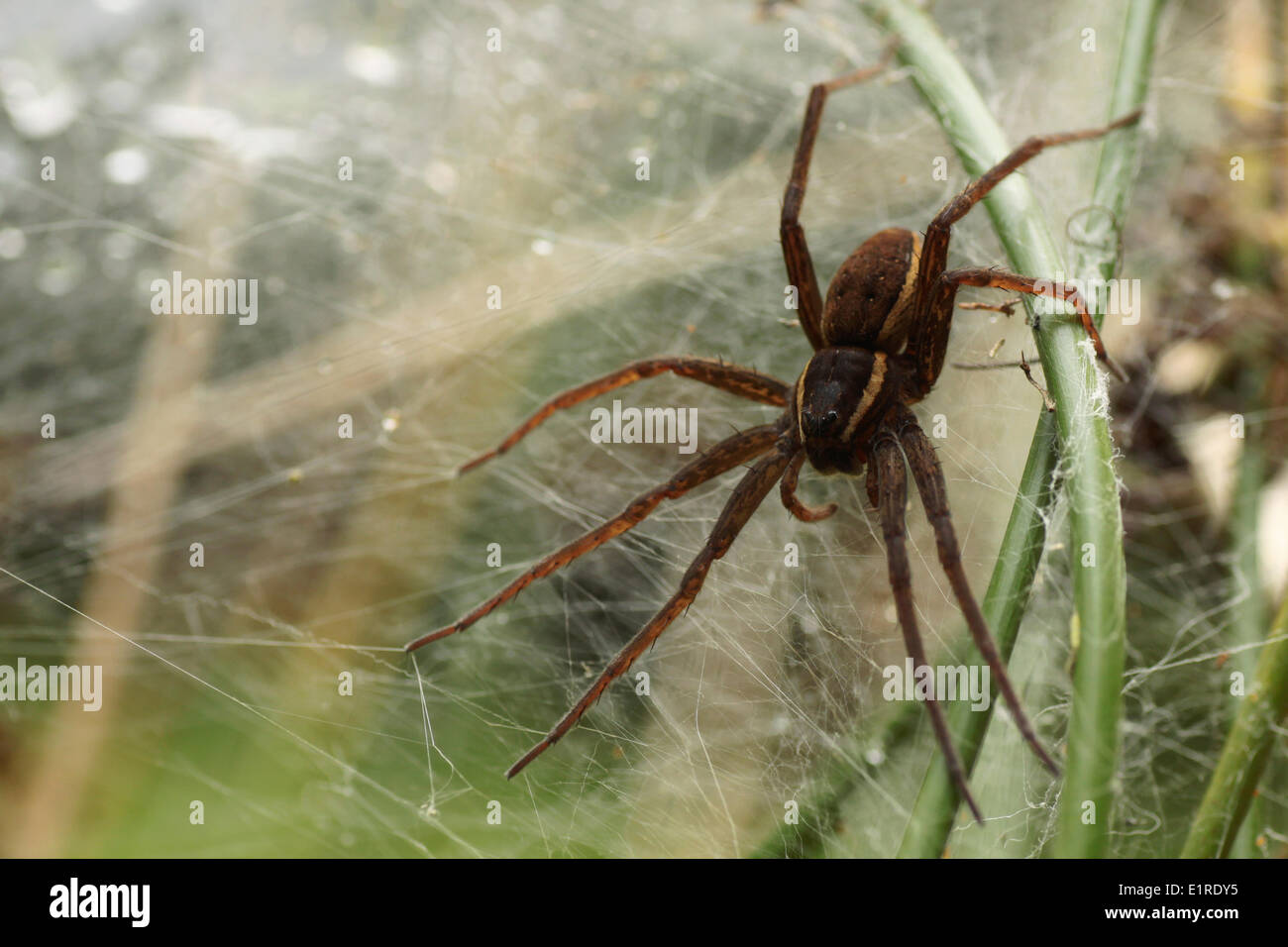 Dolomedes plantarius Stock Photo