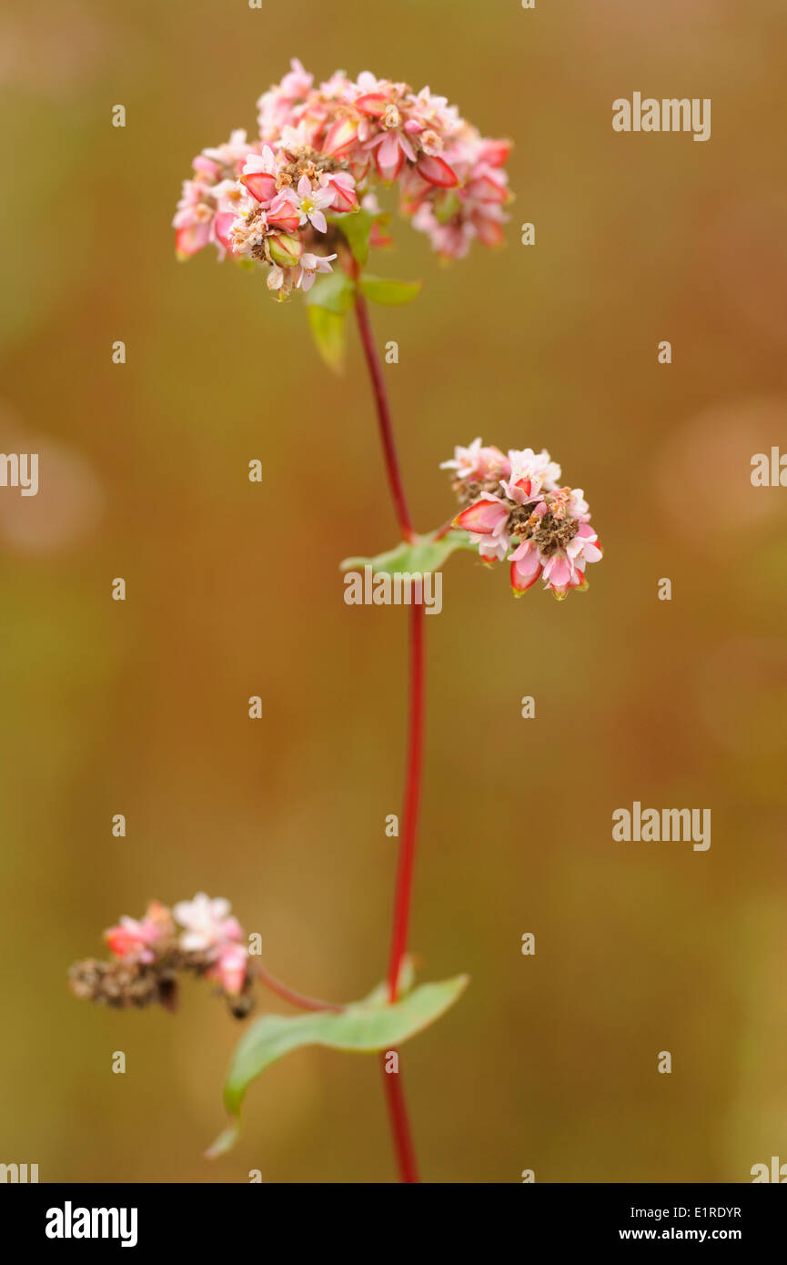 Buckwheatfield Stock Photo Alamy