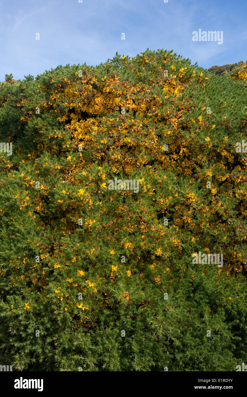 Gorse (Ulex europaeus) is an introduced species of plant on the Falkland Islands. Stock Photo