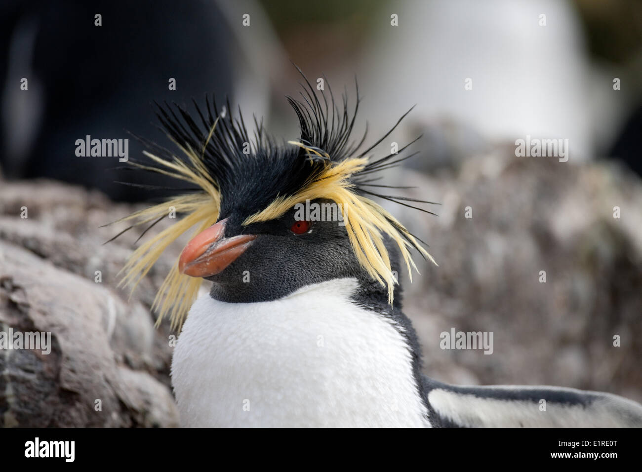 Portrait of a Northern Rockhopper Penguin (Eudyptes chrysocome moseleyi) Nightingale Island, Tristan da Cunha archipelago. Stock Photo