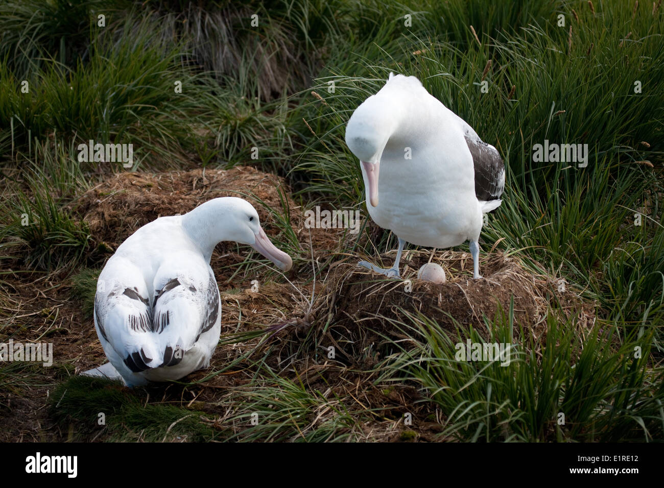 Wandering Albatrosses build their nest of grassy vegetation and soil peat. Incubation takes about 11 weeks and both parents are Stock Photo