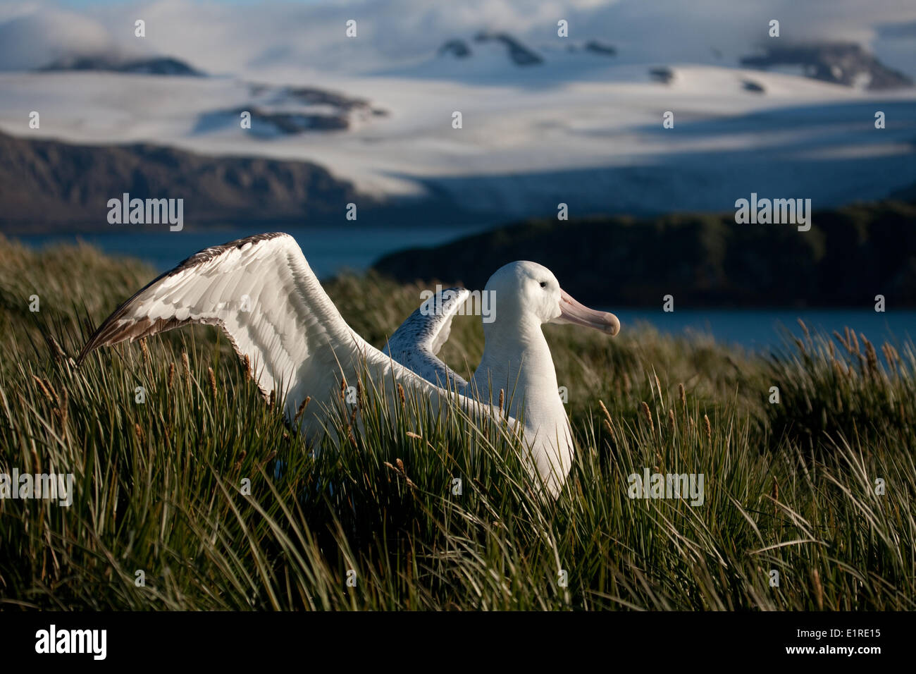 This albatross may have been incubating its egg for weeks, so before flying off again it stretches its wings for a while. Stock Photo