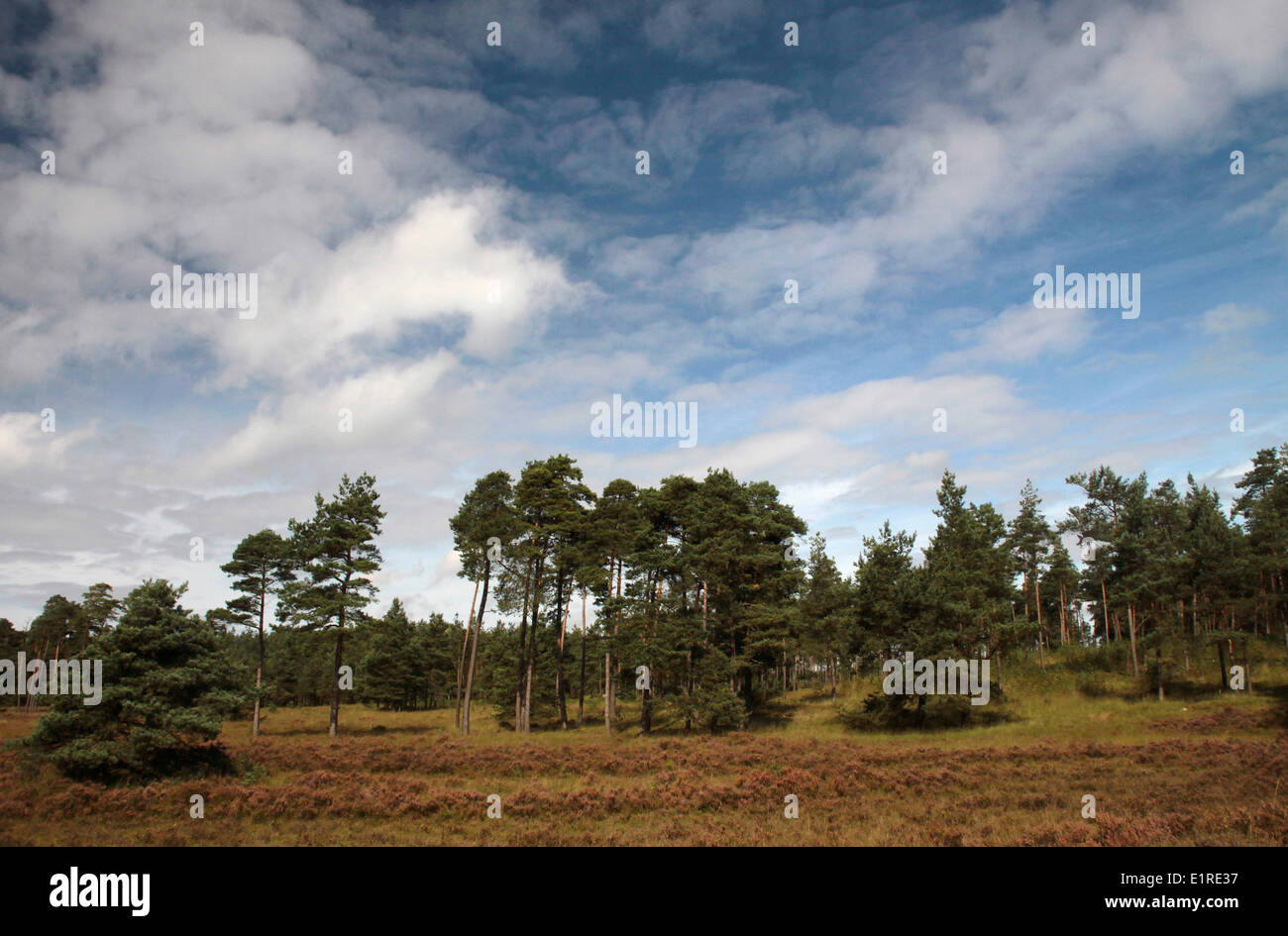 Moorland with Scots Pine. Stock Photo