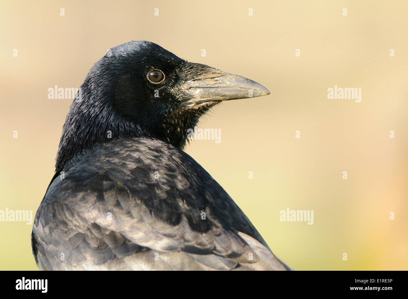Headshot of a first winter Rook Stock Photo - Alamy