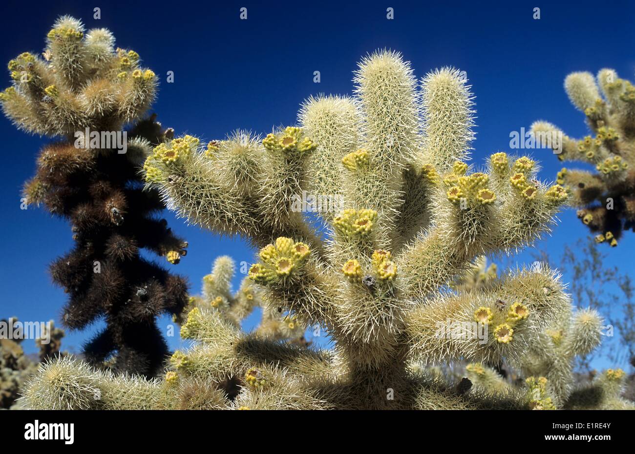 Jumping cactus hires stock photography and images Alamy