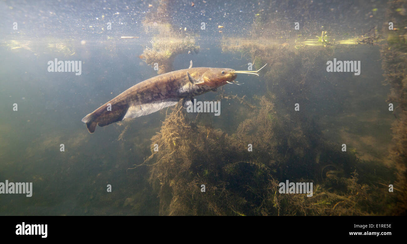 photo of a Wels Catfish underwater Stock Photo
