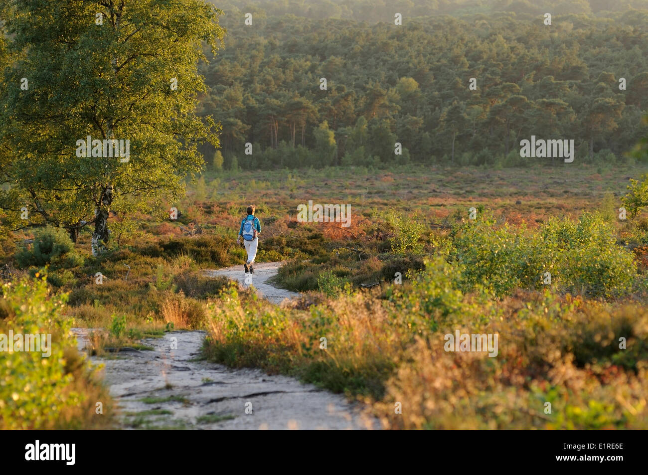 A hiker at the Holterberg, The Netherlands Stock Photo