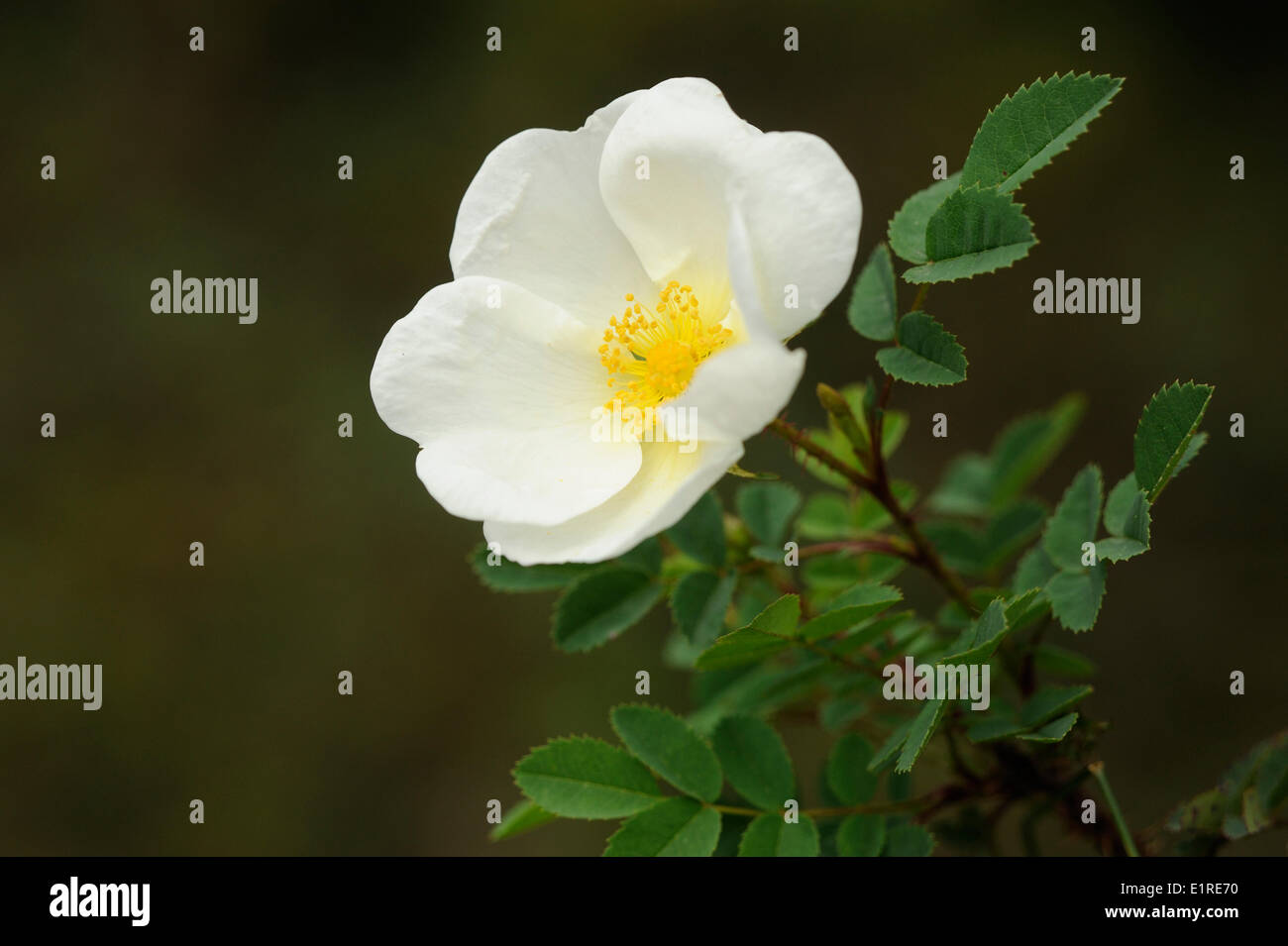 CalPhotos: Rosa spinosissima; Scotch Rose, Burnet Rose
