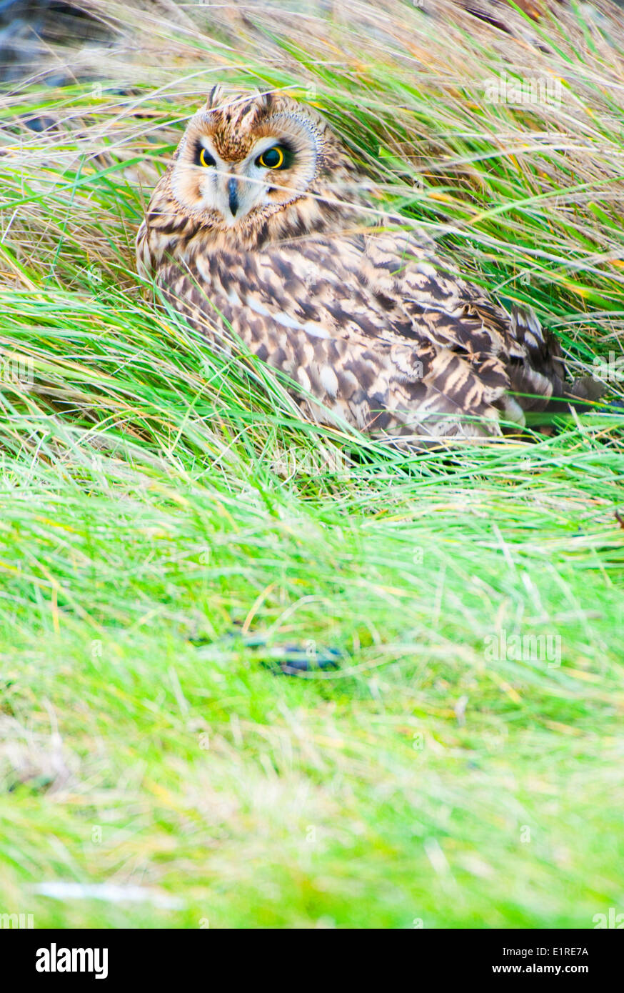short-eared owl in grass sheltering from the wind Stock Photo