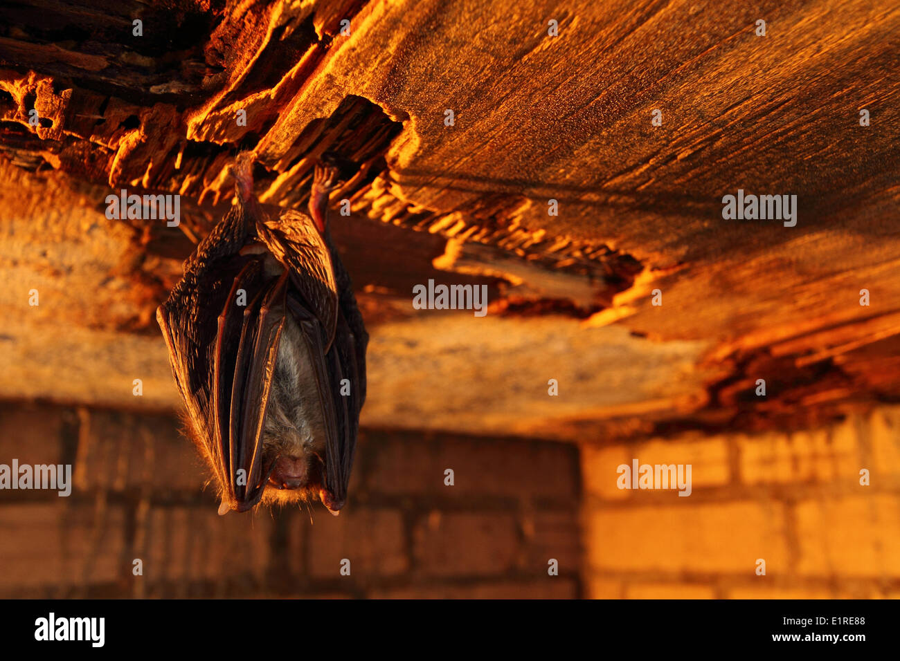 Bat In Hibernation In Basement Stock Photo Alamy