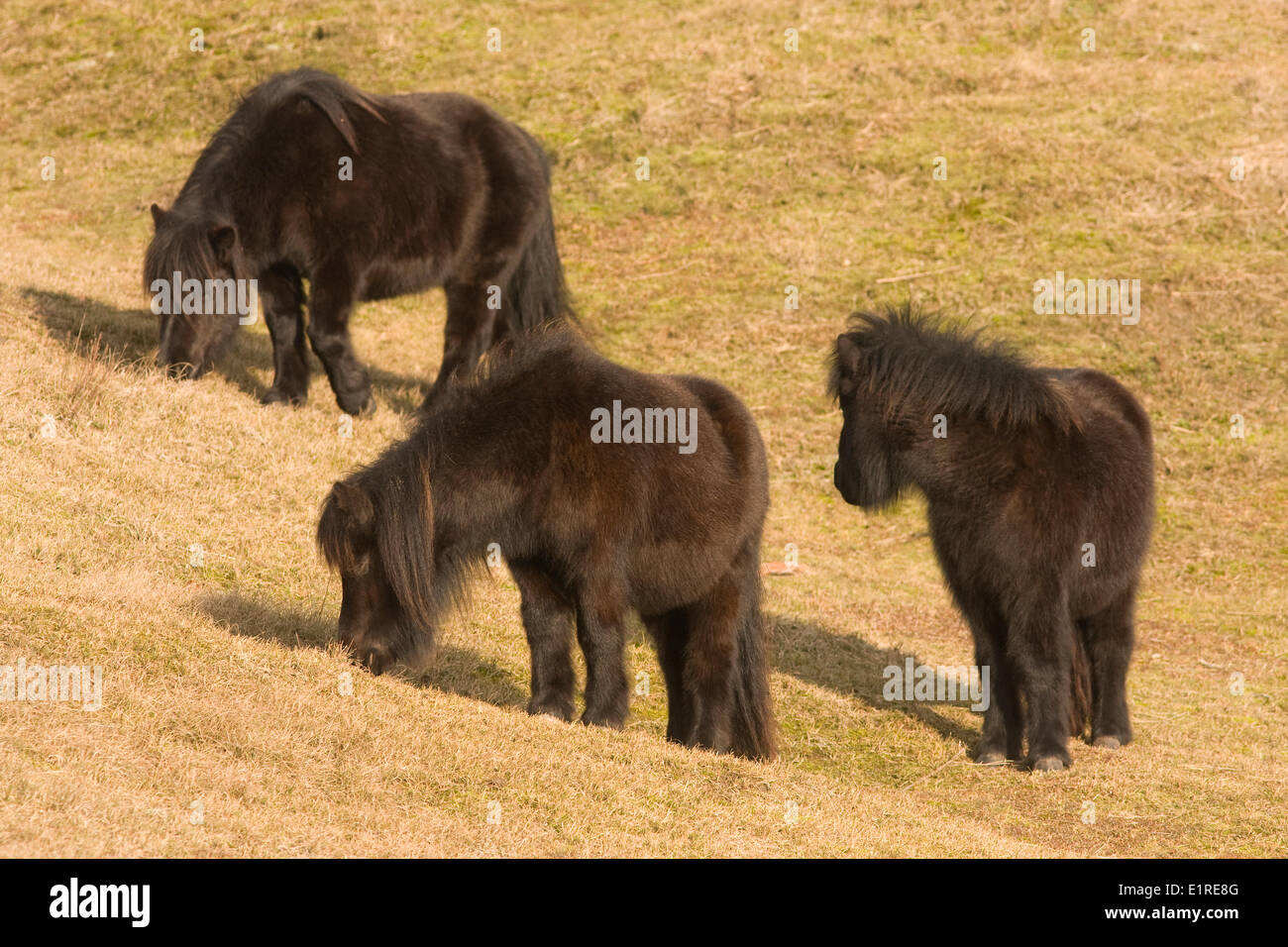 Shetland pony's in area Oranjezon Stock Photo