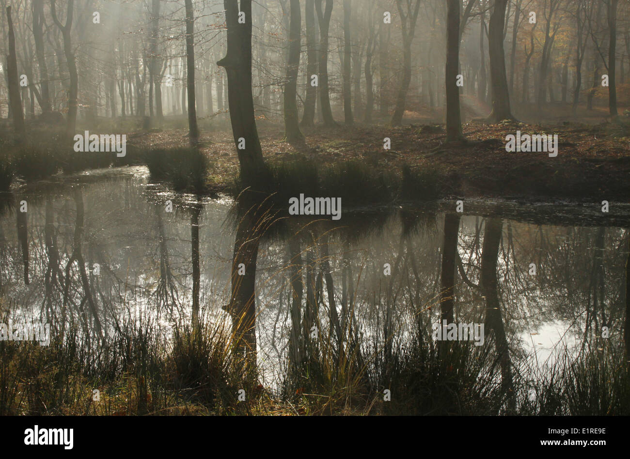A fen in the woods surrounded by beeches with fog at autumn. Stock Photo