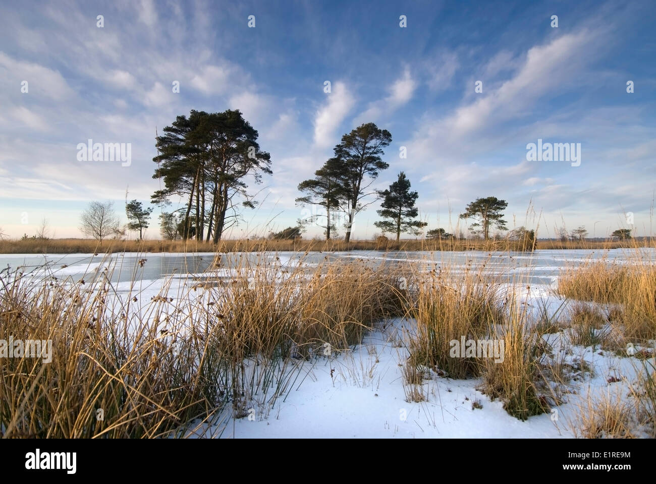 Frozen lake at the Dwingelderveld in wintertime Stock Photo