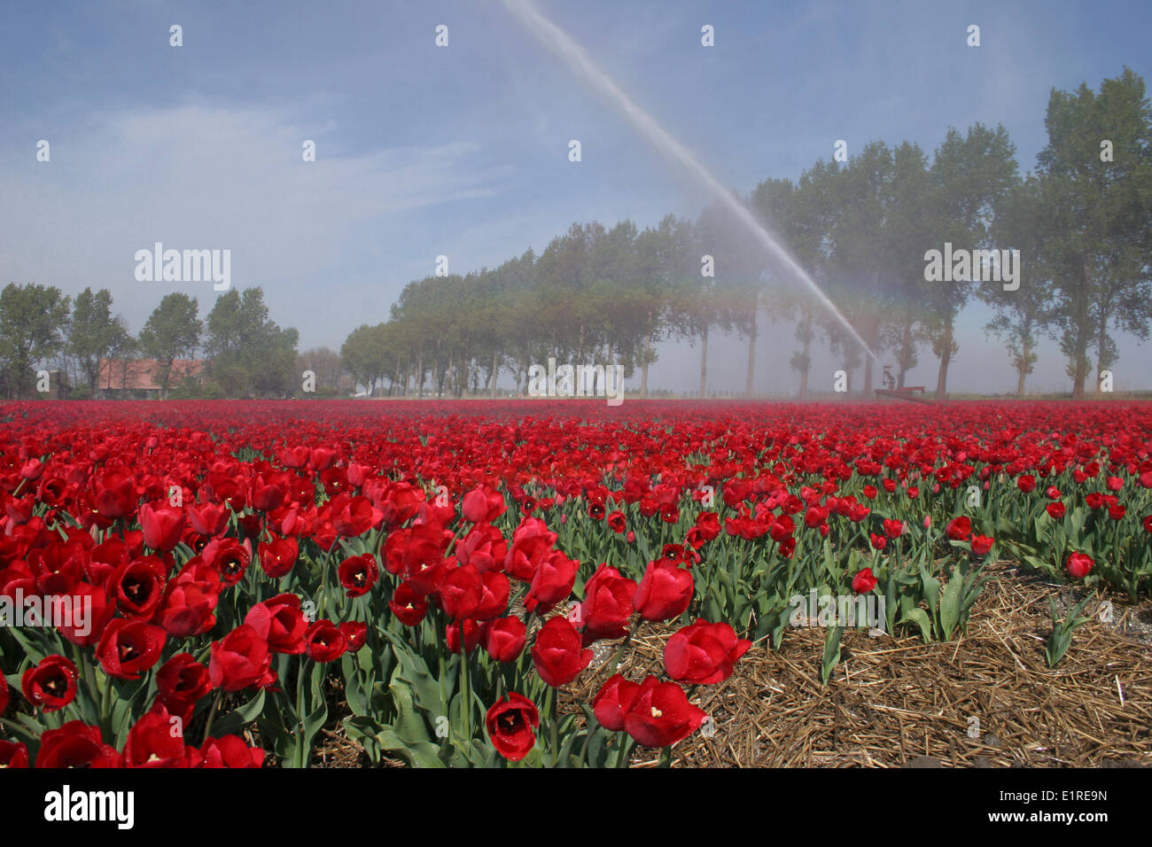 Rainbow above red tulip field Stock Photo
