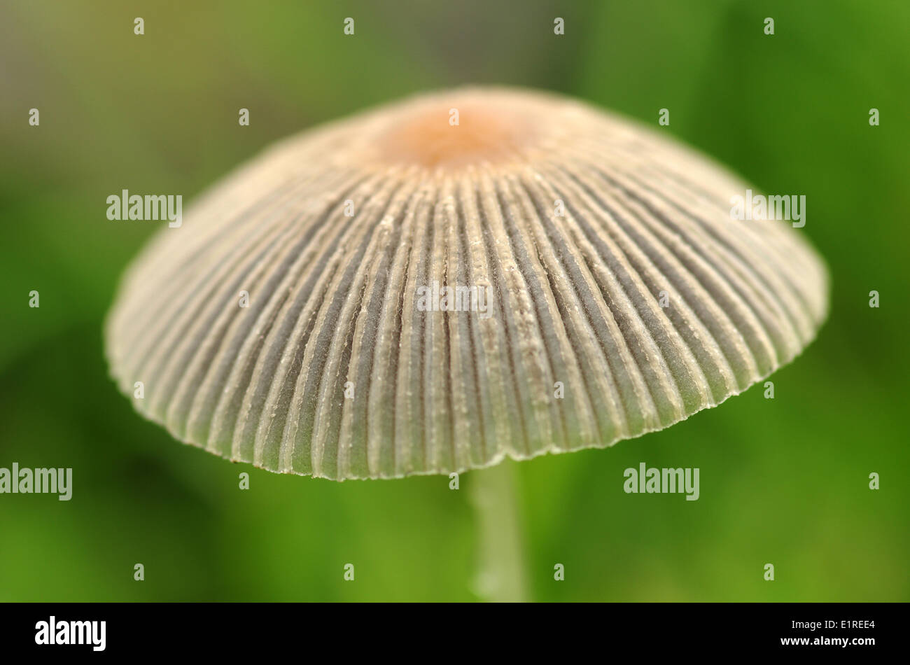 Detail of the Little japanese umbrella mushroom Stock Photo Alamy