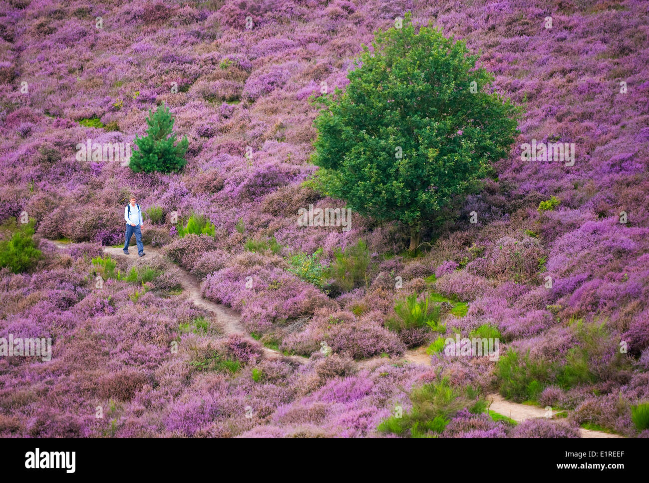 people walking in a flowering heather in late summer Stock Photo