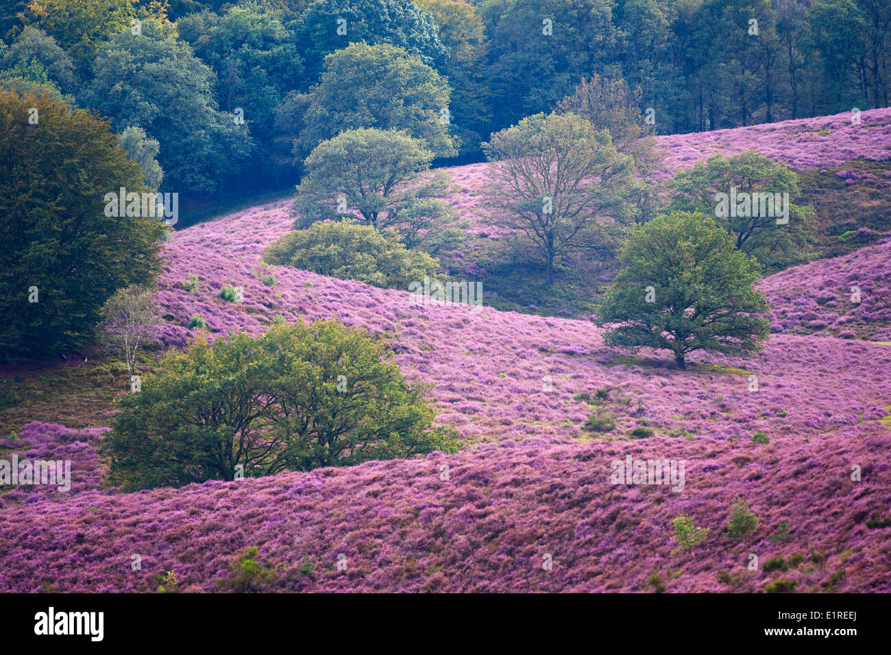 flowering heathland in summer in the veluwezoom national park in the netherlands Stock Photo