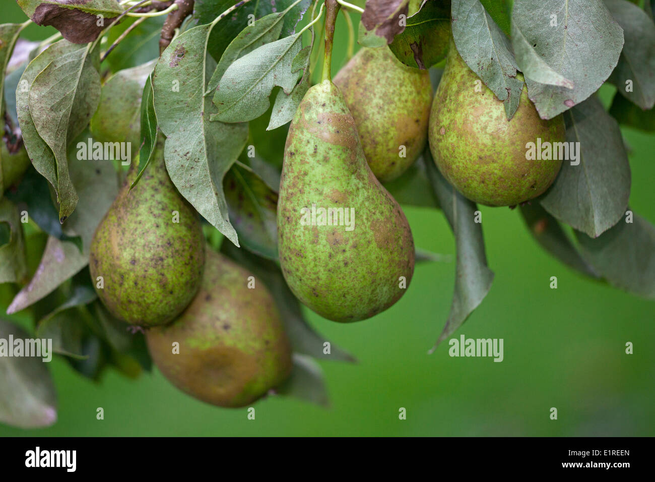 Close-up of Conference pears in an orchard Stock Photo
