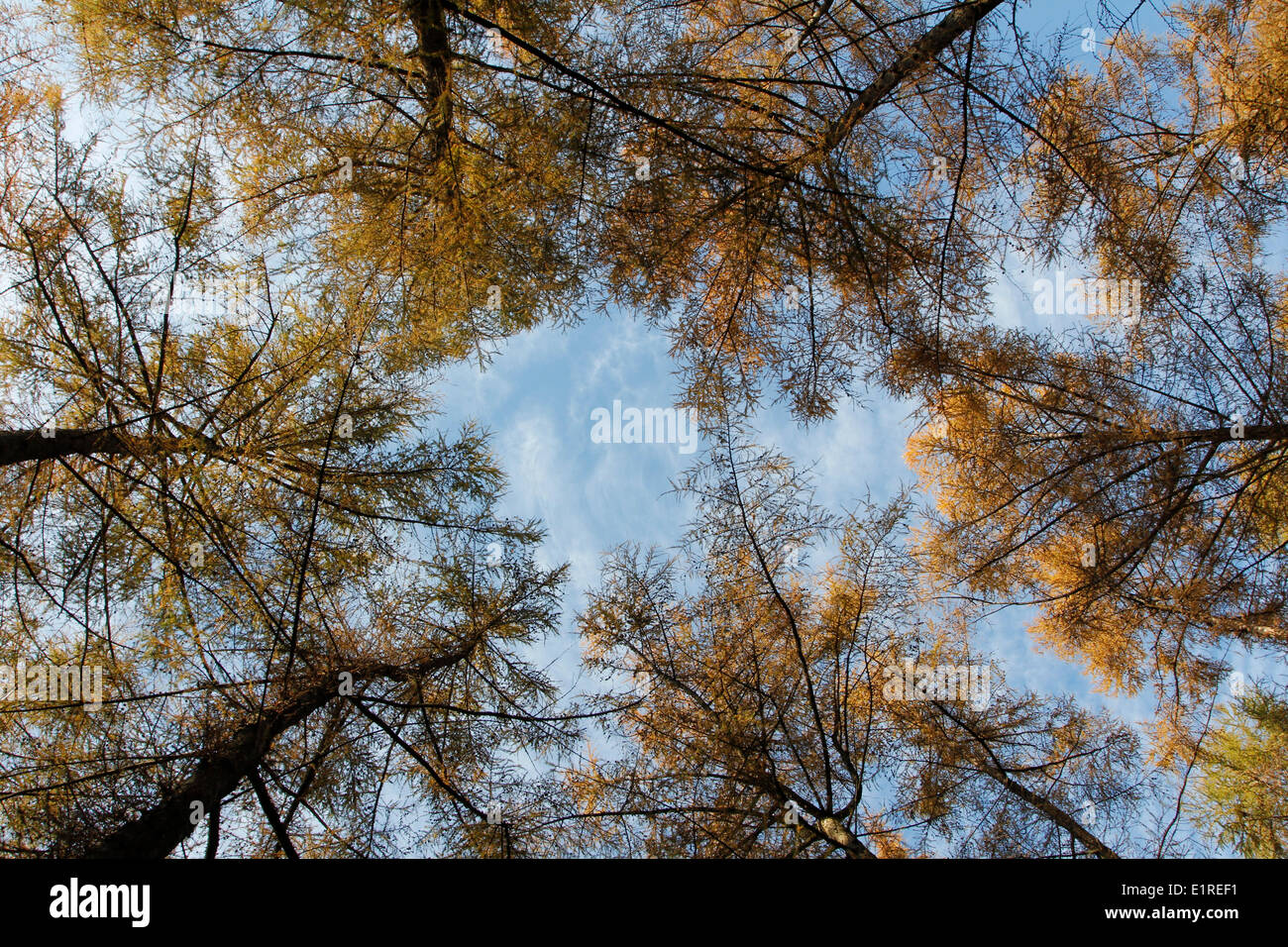 The yellow autumn colours of larches contrast with the blue sky Stock Photo