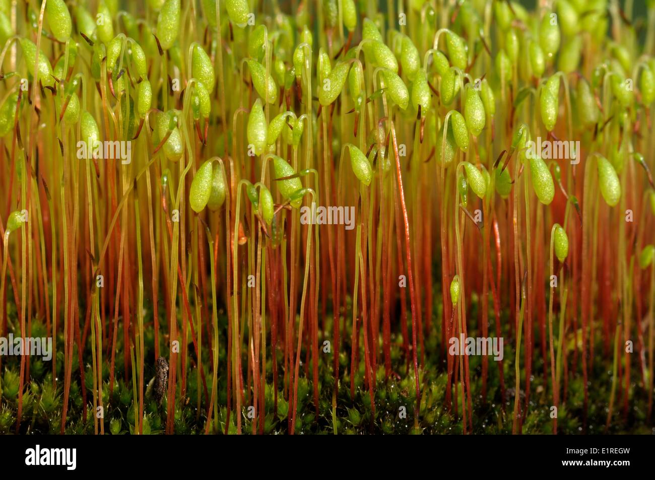 Capillary Thread- moss capsules in close-up Stock Photo