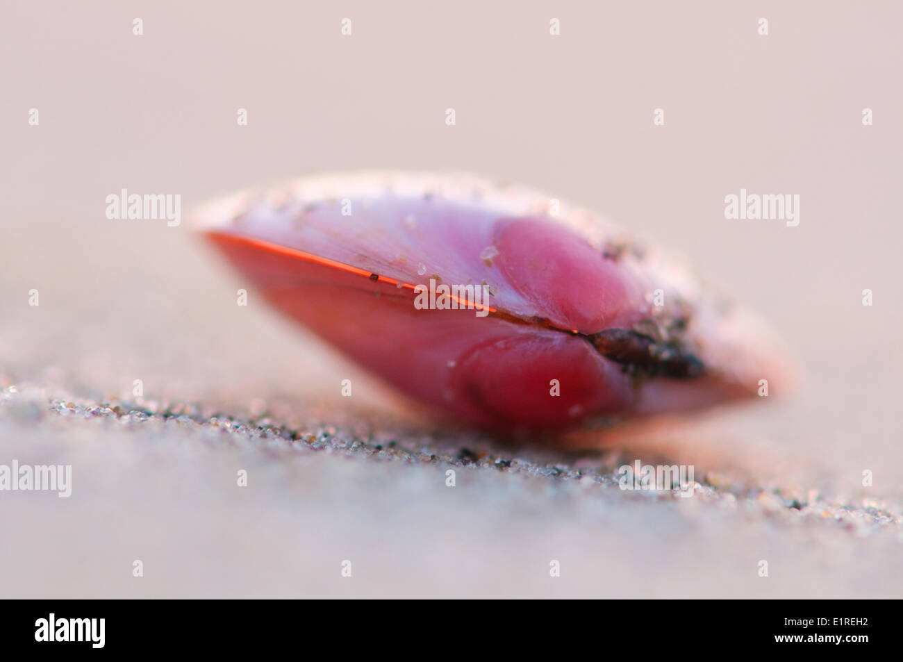 Pink Baltic macoma on the beach Stock Photo