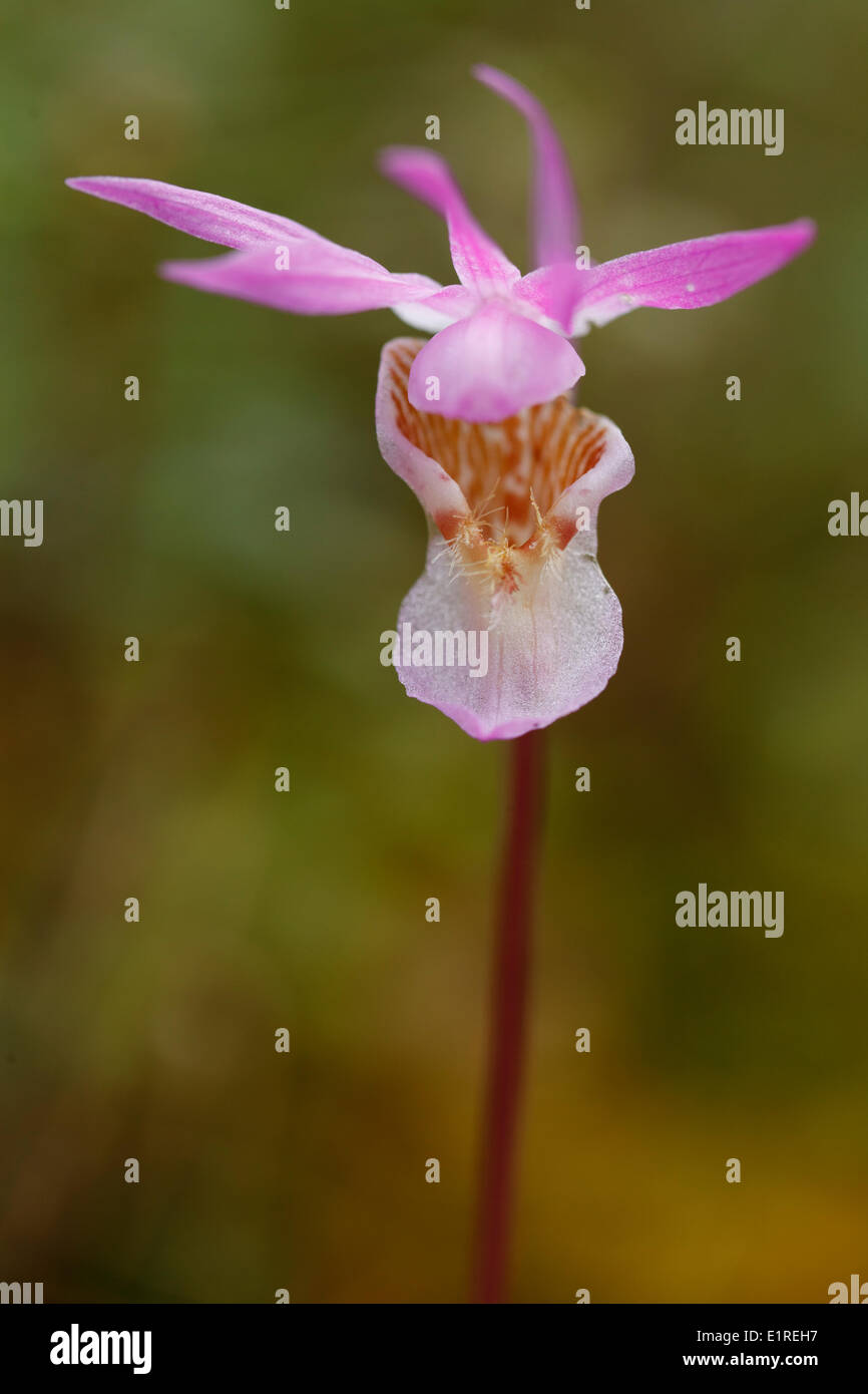 Calypso borealis hires stock photography and images Alamy