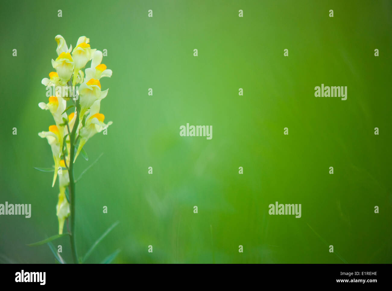 Common Toadflax Stock Photo