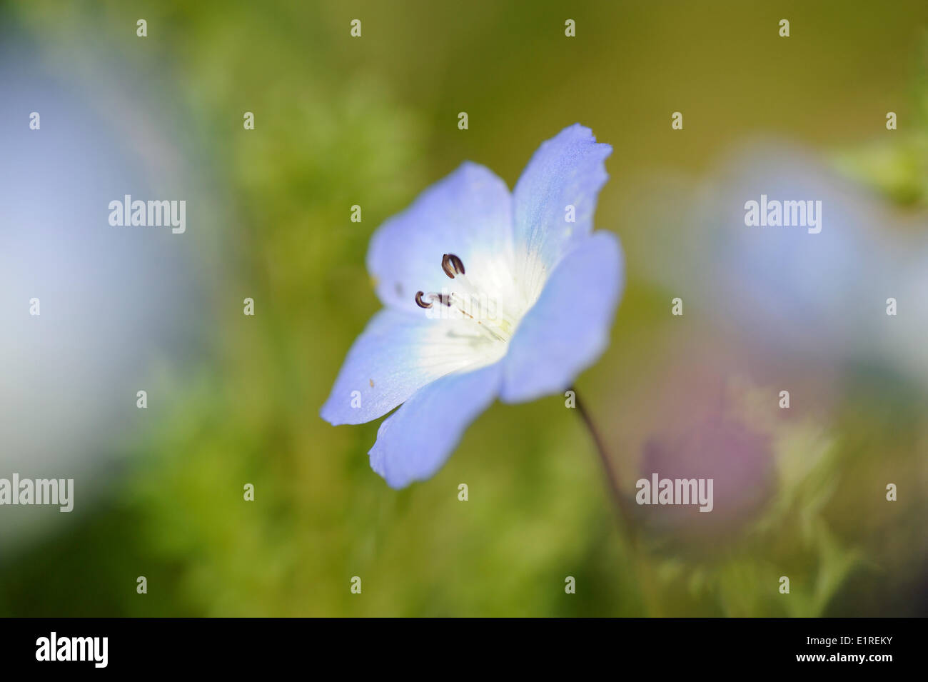 Flowering Baby's -blue-eyes Stock Photo