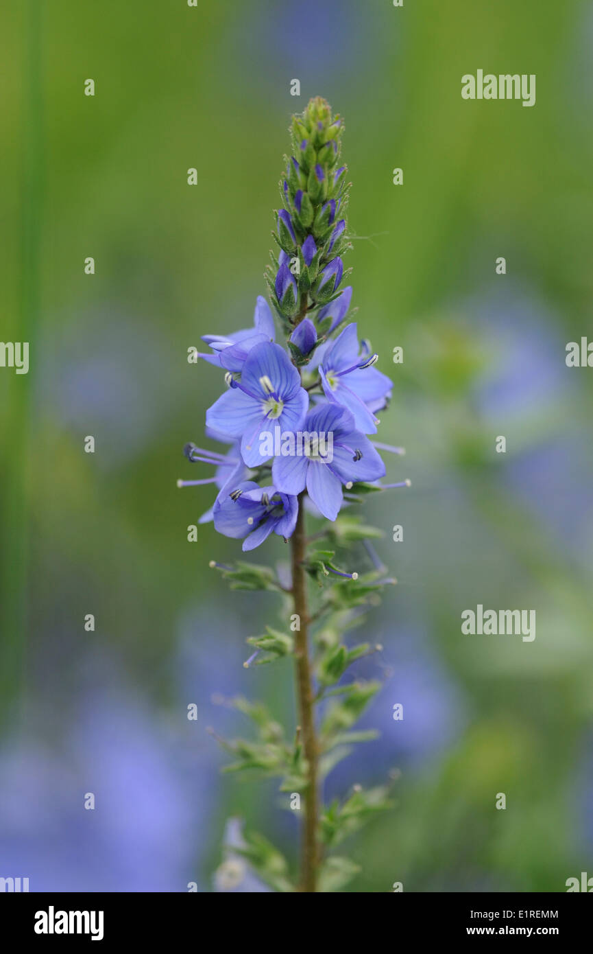 Flowering Large Speedwell on river dike Stock Photo